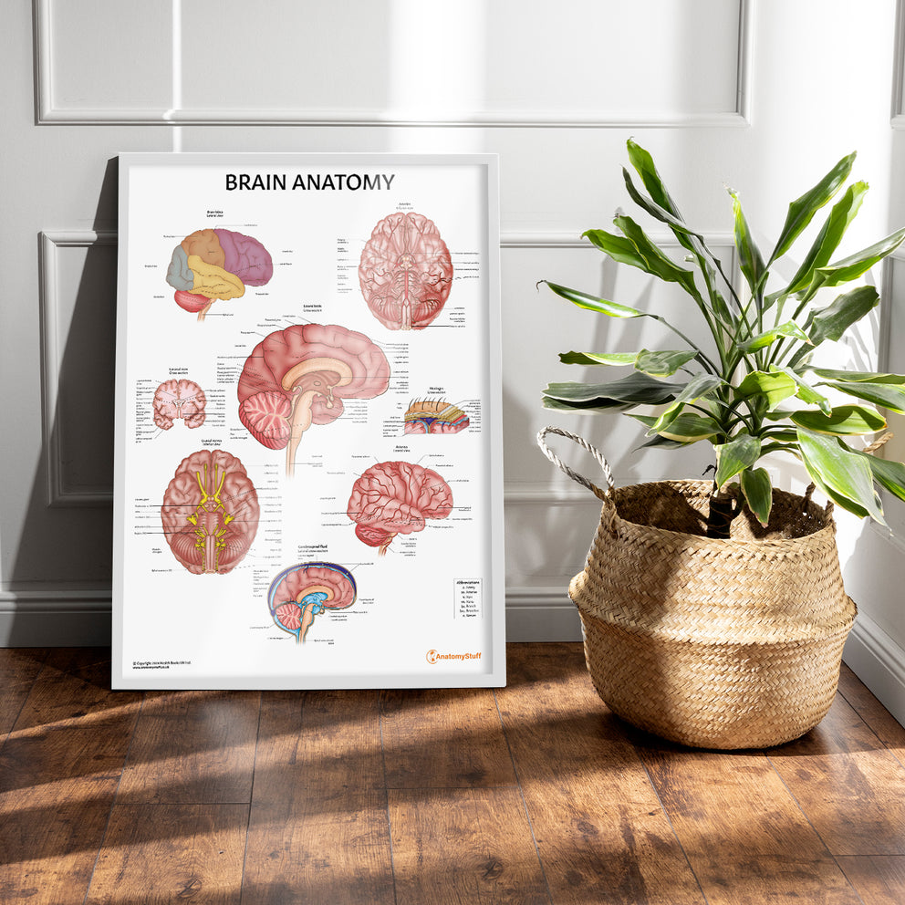 Brain Anatomy Poster | Anatomy of the Brain Chart Neurology – AnatomyStuff