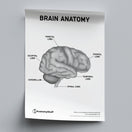 Switch Brain Anatomy Poster PDF 2 image