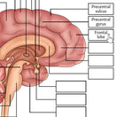 Switch Brain Anatomy Worksheet - Interactive PDF 2 image