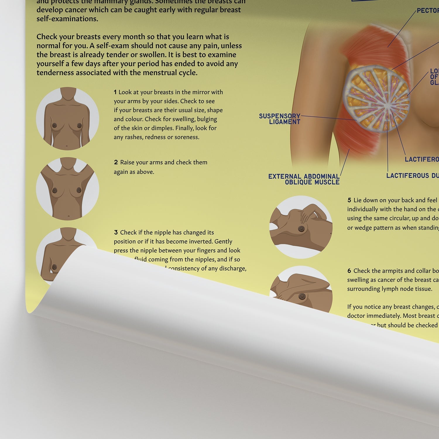 How to Perform Breast Self Examination (BSE) Chart / Poster - Part of Collection