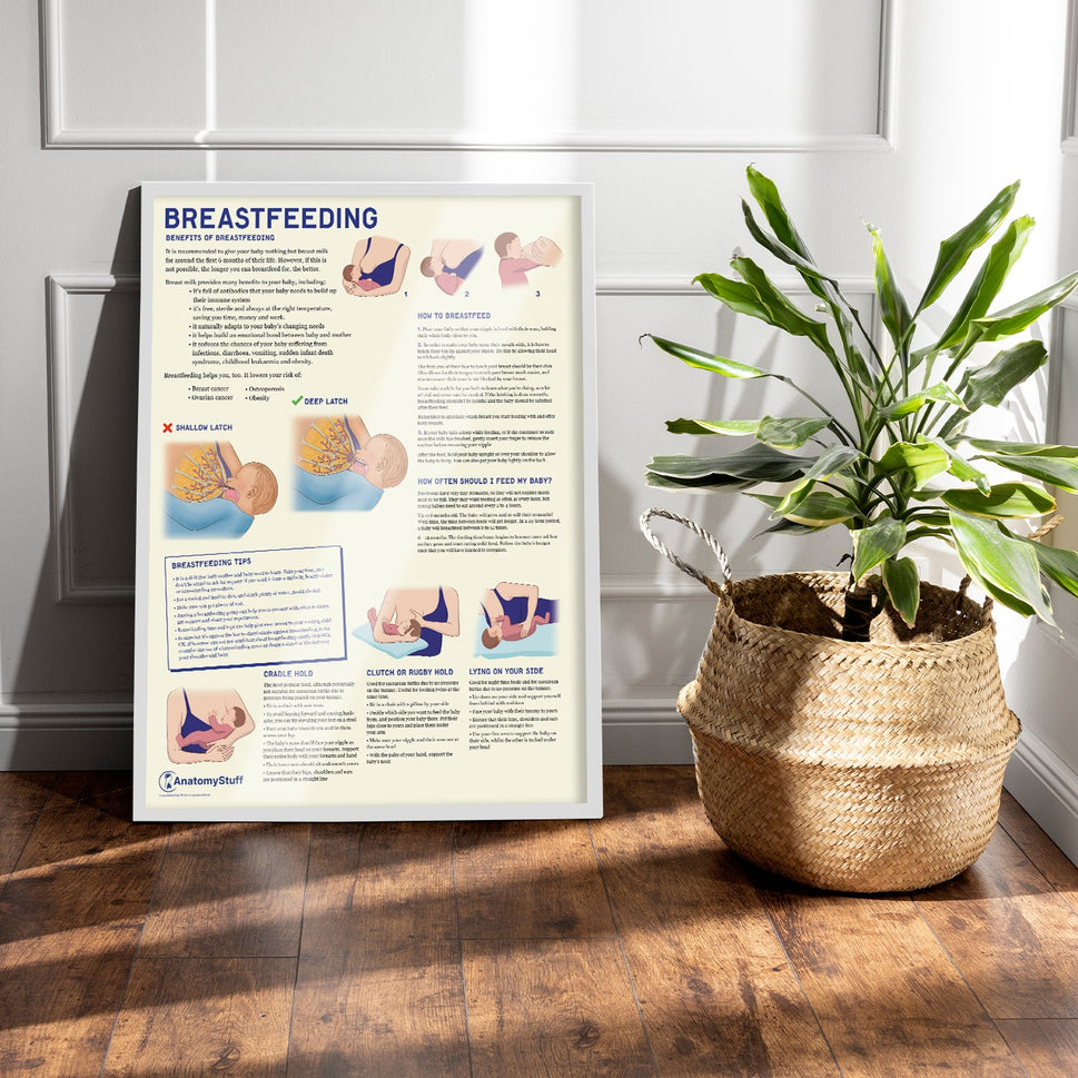Breastfeeding Chart / Poster