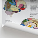 Switch Brodmann Areas of the Brain Chart / Poster 2 image