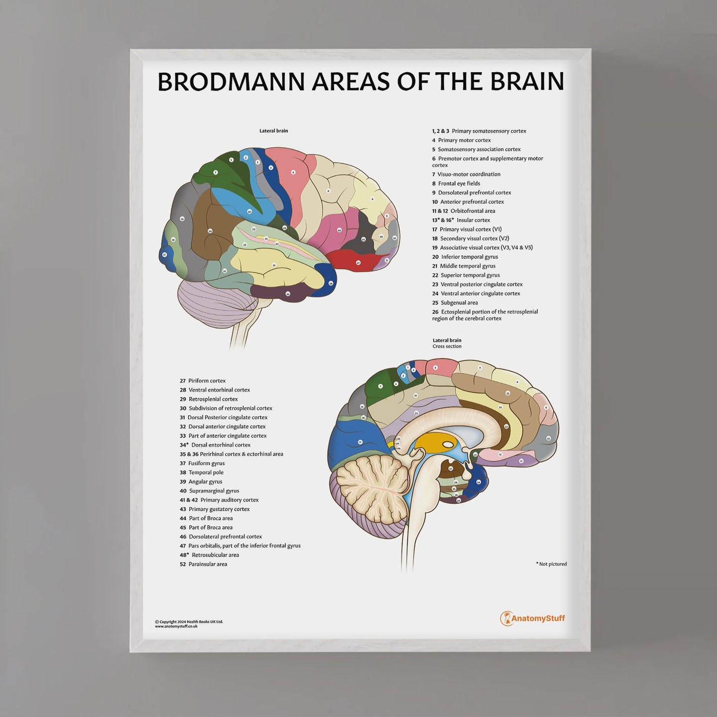 Brodmann Areas of the Brain Poster | Brodmann Regions Chart – AnatomyStuff