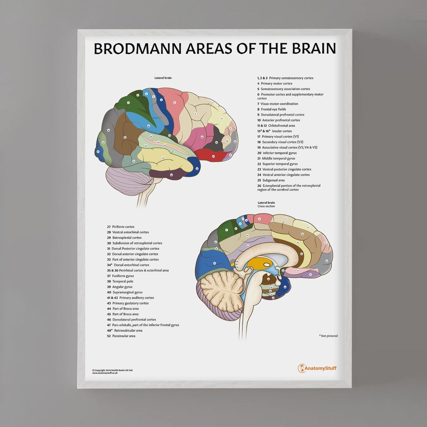 Brodmann Areas of the Brain Chart / Poster - Part of Collection