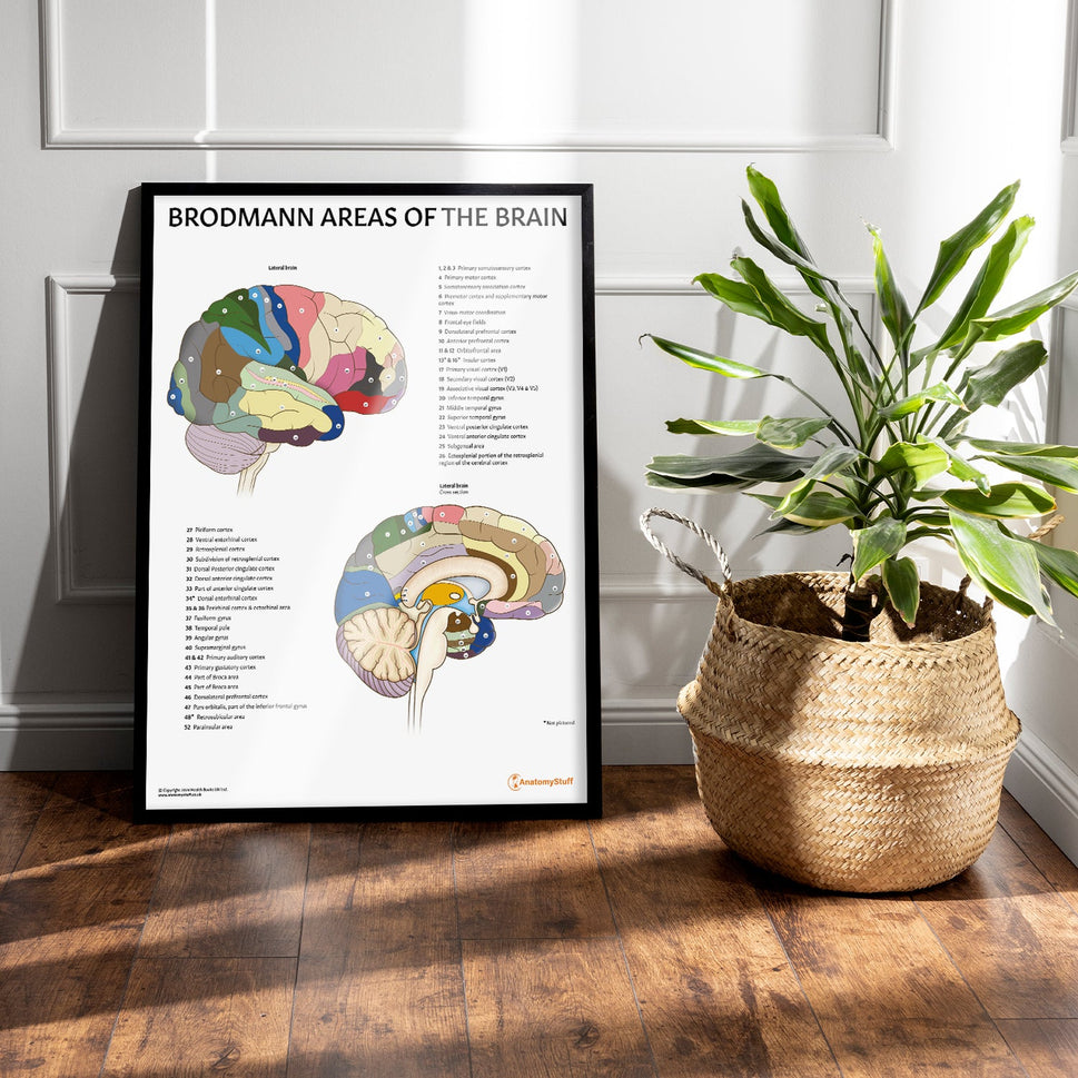 Brodmann Areas of the Brain Chart / Poster