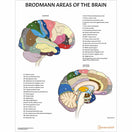 Switch Brodman Areas of the Brain 3 image