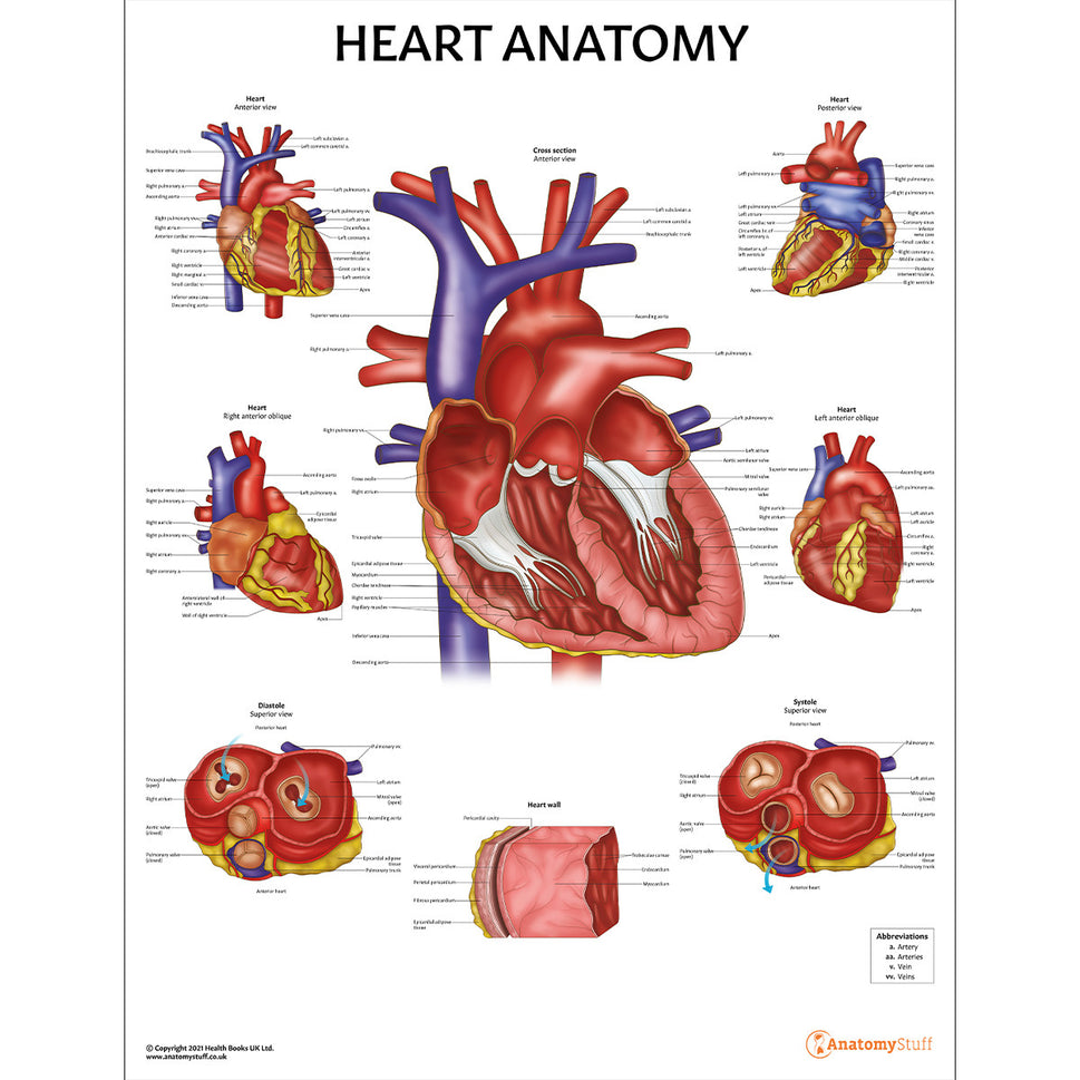 The Budding Cardiologist Bundle