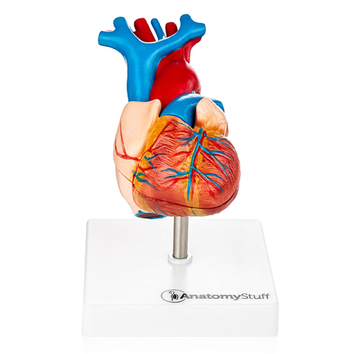Heart Anatomy Model