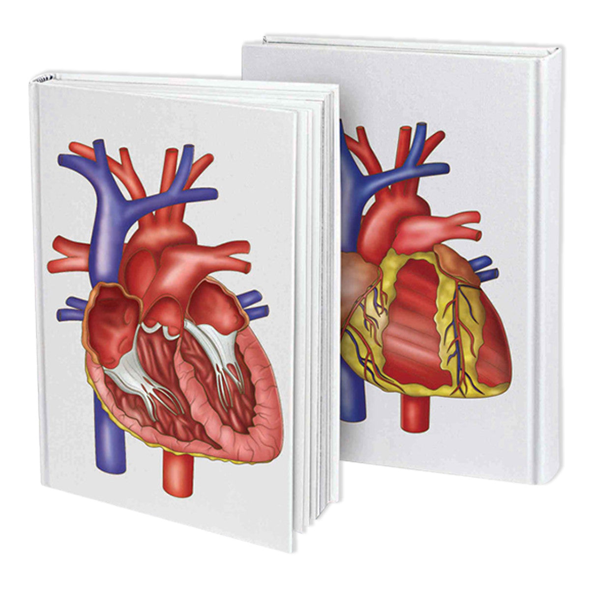 The Budding Cardiologist Bundle