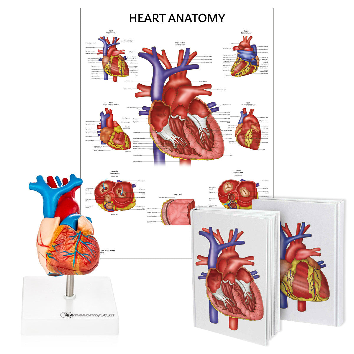 The Budding Cardiologist Bundle
