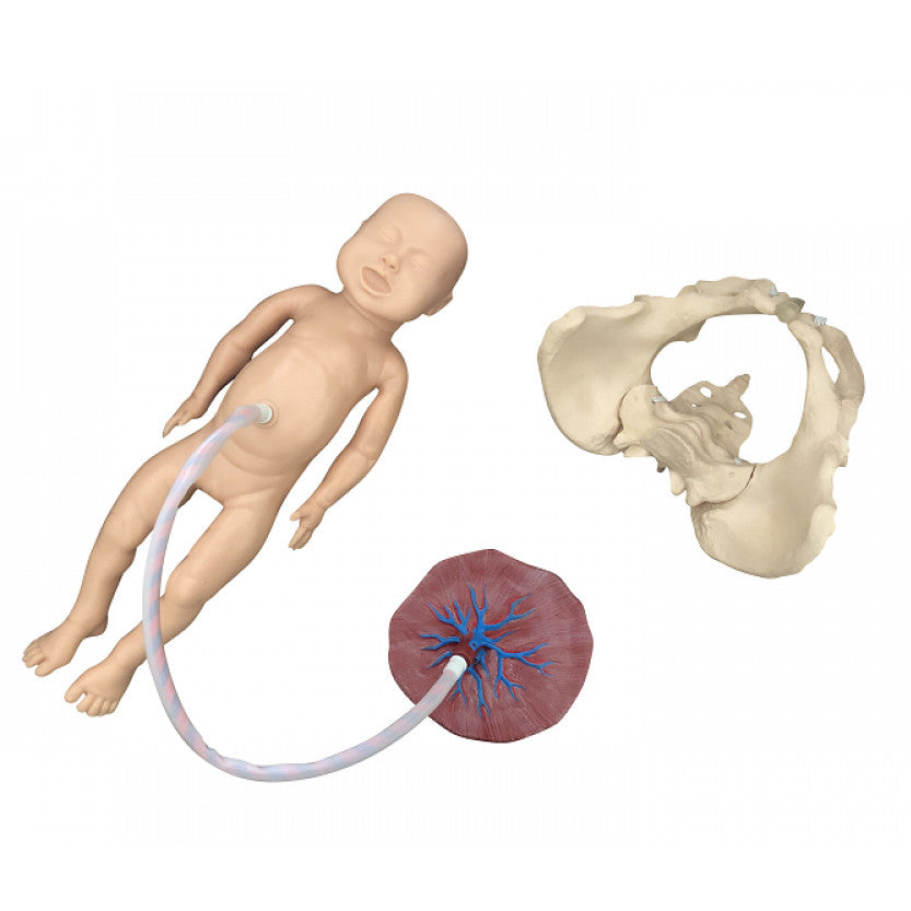 Budget Childbirth Model Set (Pelvis, Foetal Doll and Placenta)