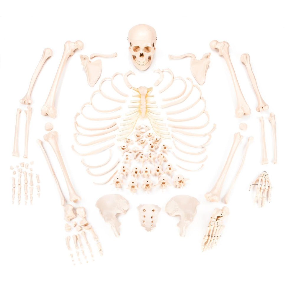 Budget Disarticulated Skeleton Model