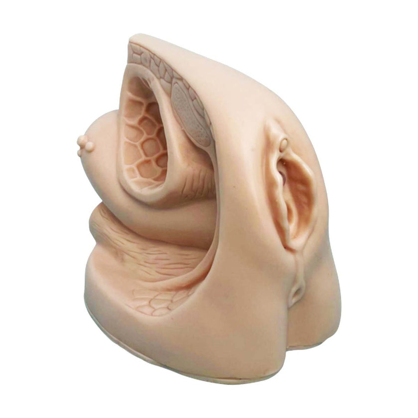 Budget Female Catheter Model