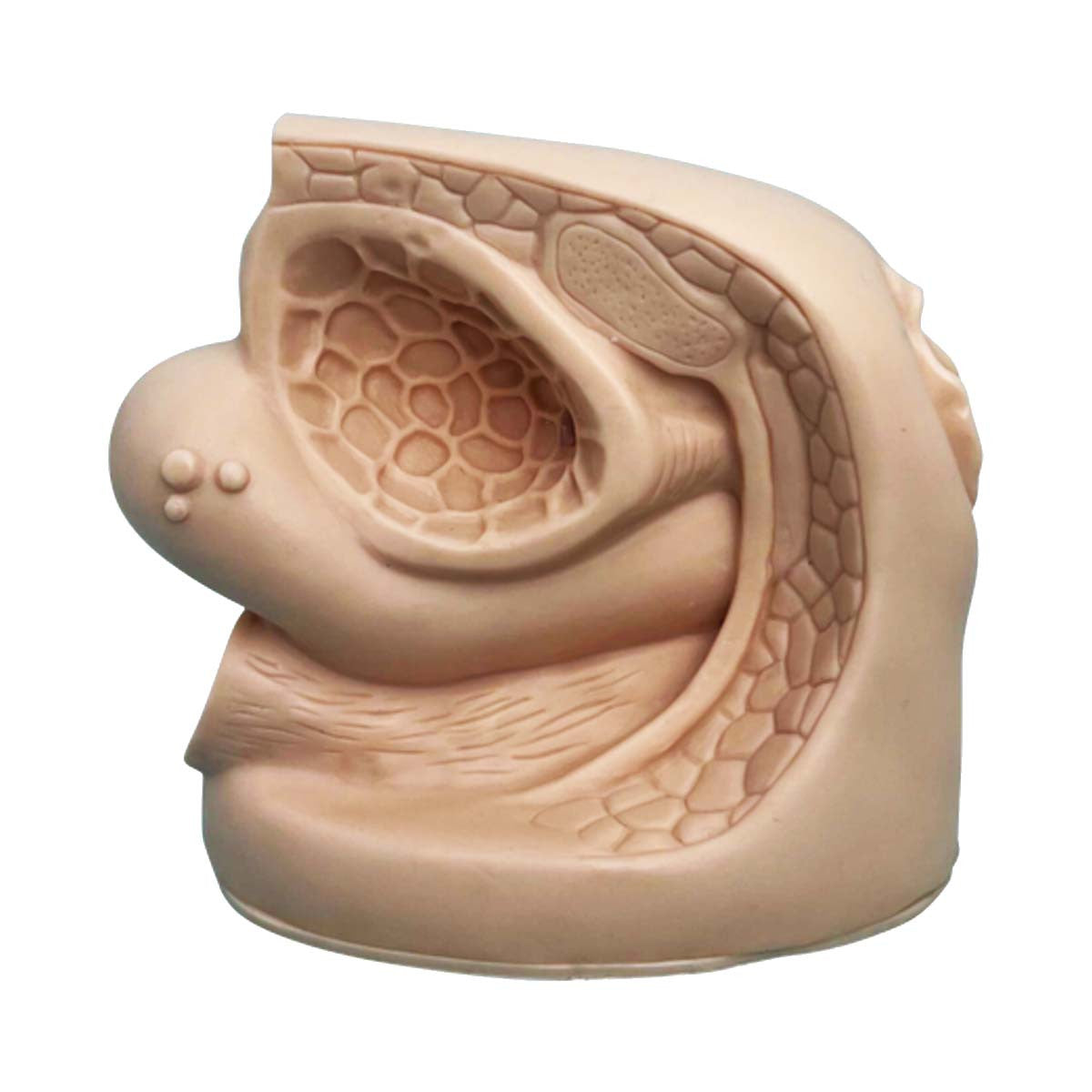 Budget Female Catheter Model
