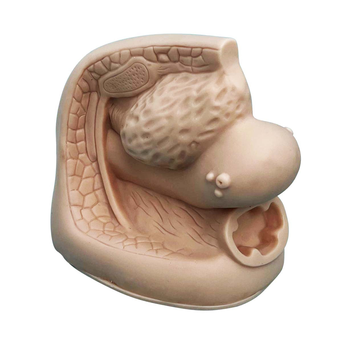 Dorsal View of Female Bladder