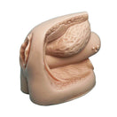Switch Lateral View of Female Catheter Model 3 image