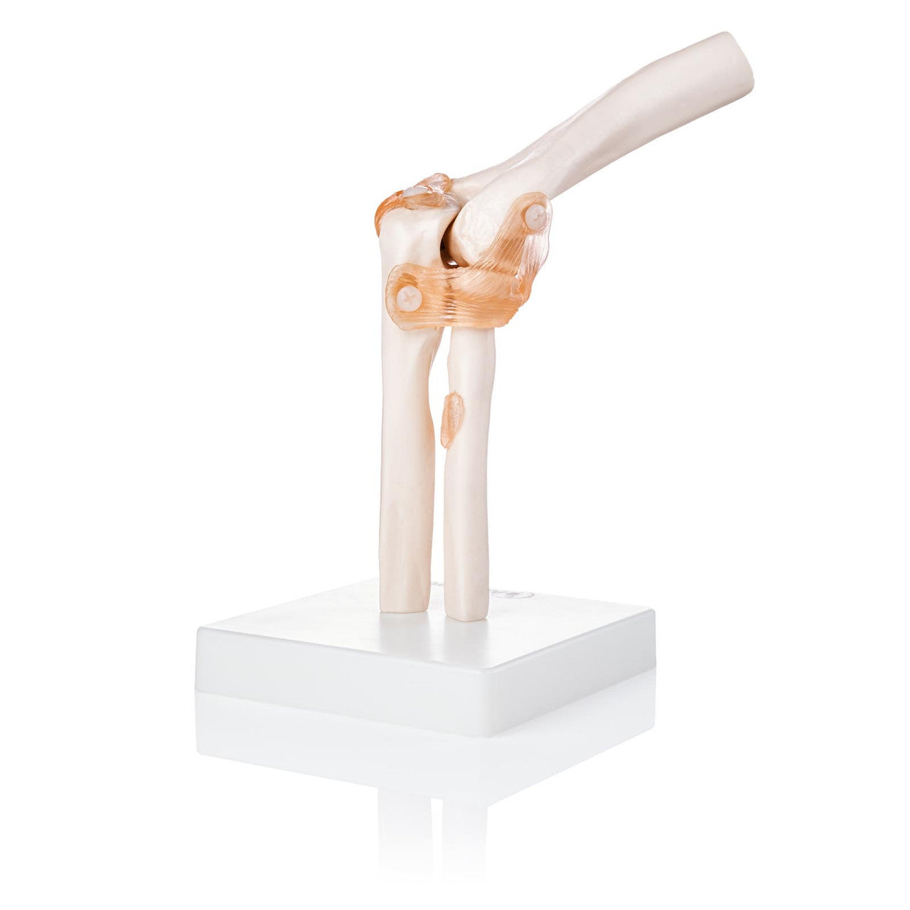Budget Flexible Elbow Model with Ligaments