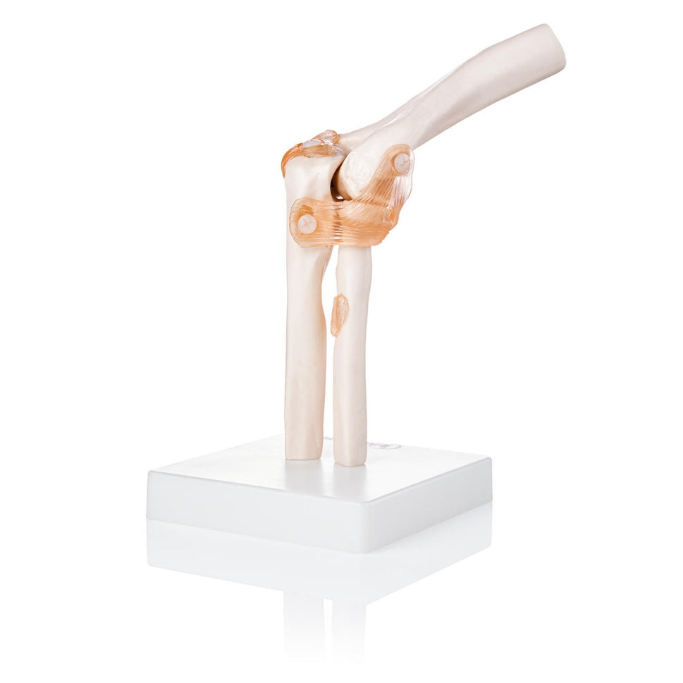 Budget Flexible Elbow Model with Ligaments