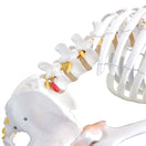 Switch Budget Flexible Skeleton Model with Ligaments 3 image