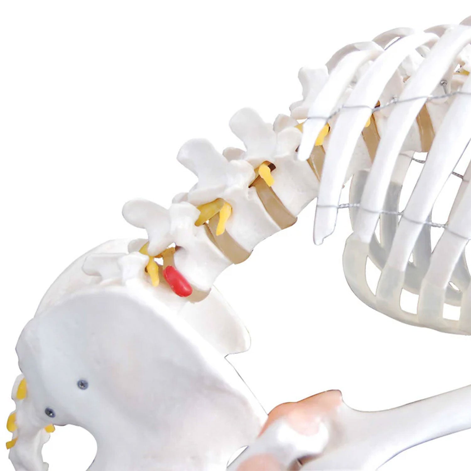Budget Flexible Skeleton Model with Ligaments