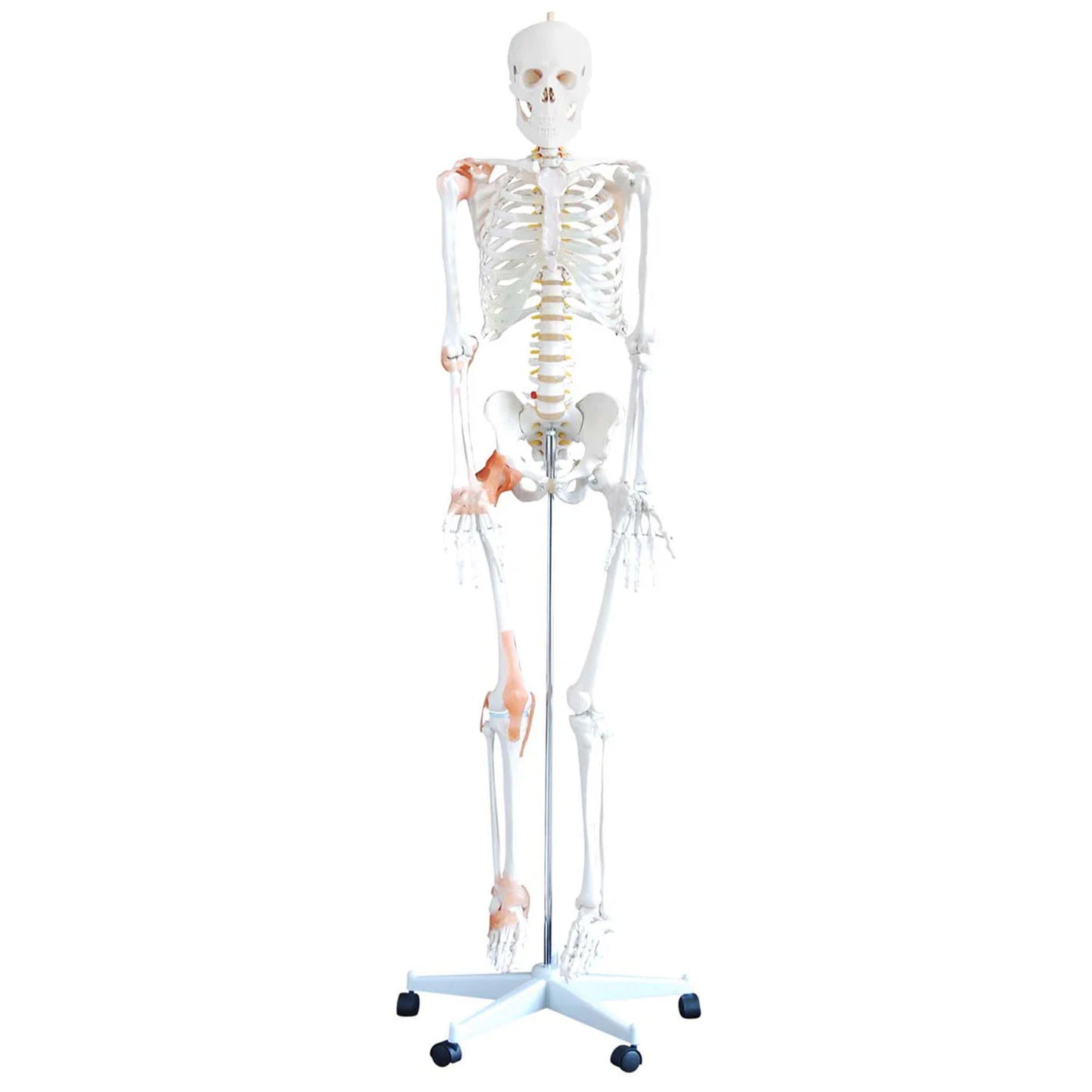 Budget Flexible Skeleton Model with Ligaments