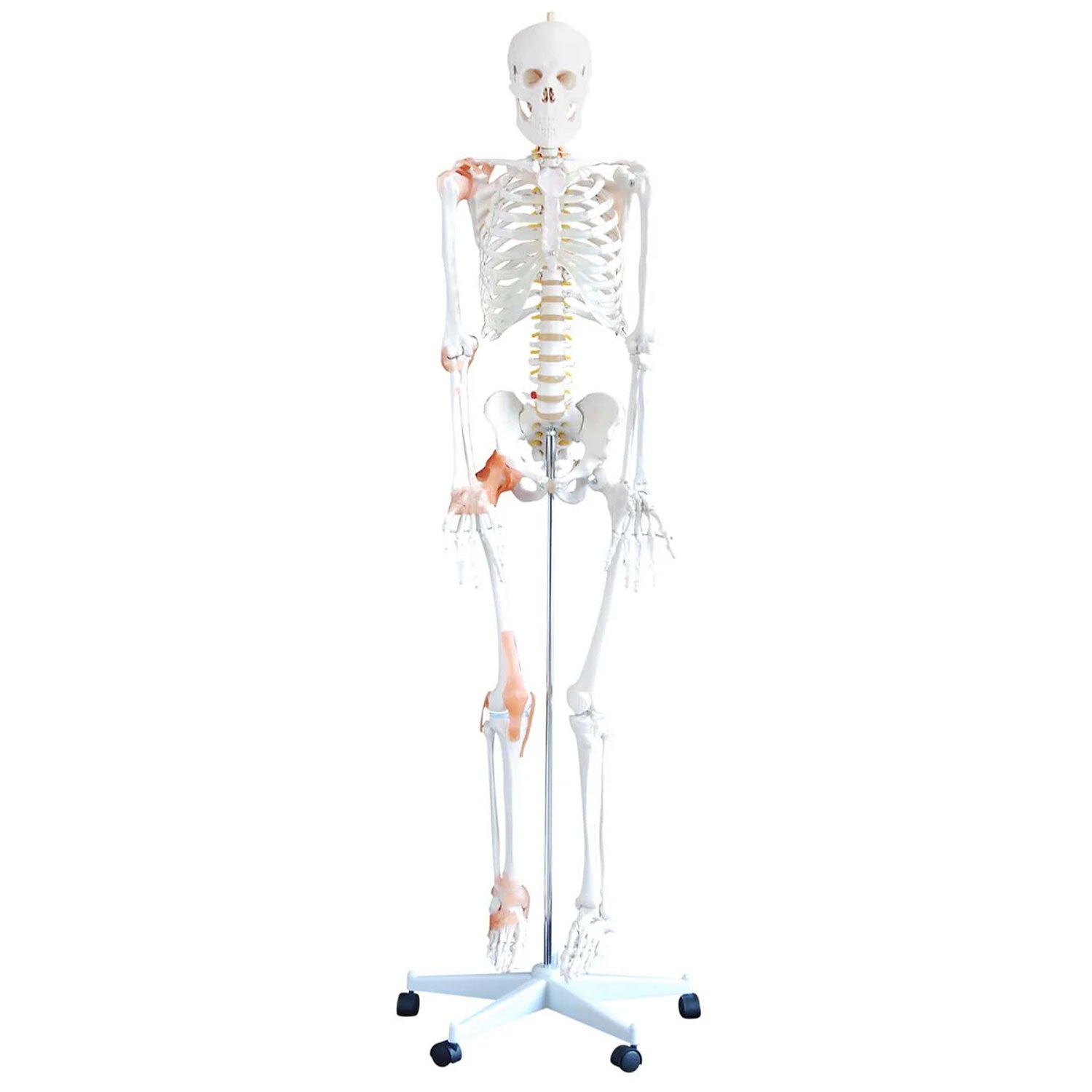 Budget Flexible Skeleton Model with Ligaments