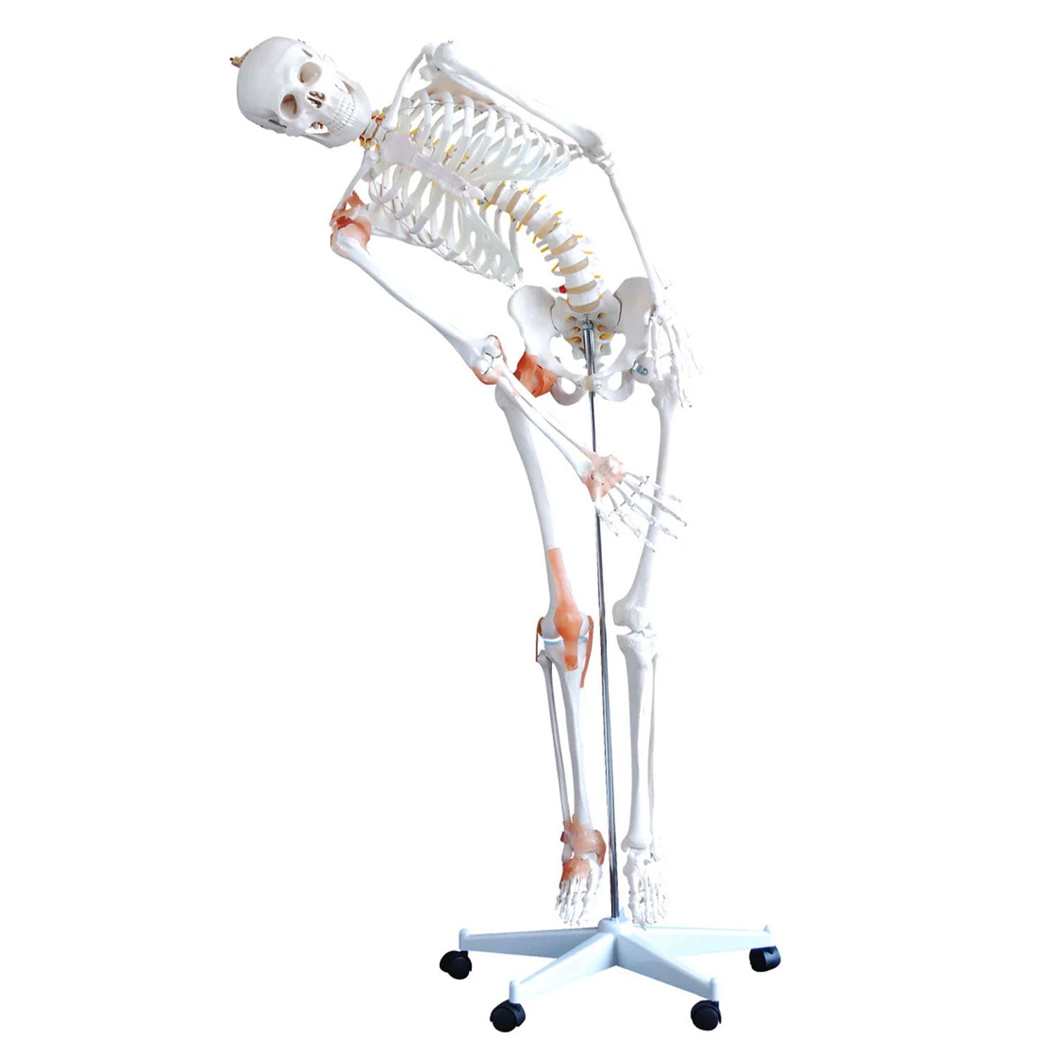 Budget Flexible Skeleton Model with Ligaments