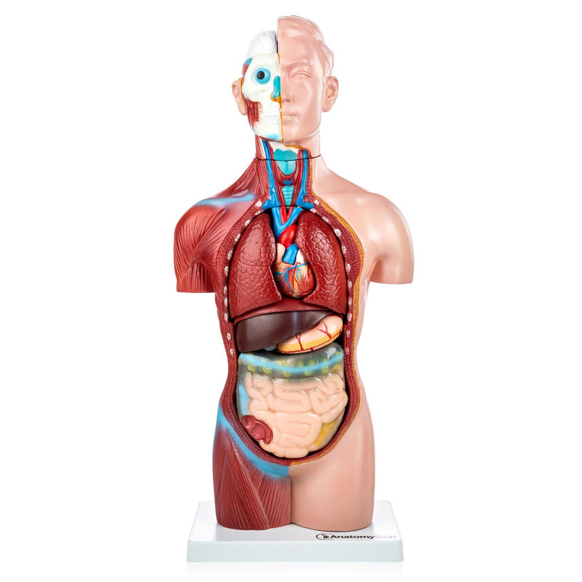Genderless Budget Torso Model | Sexless Model