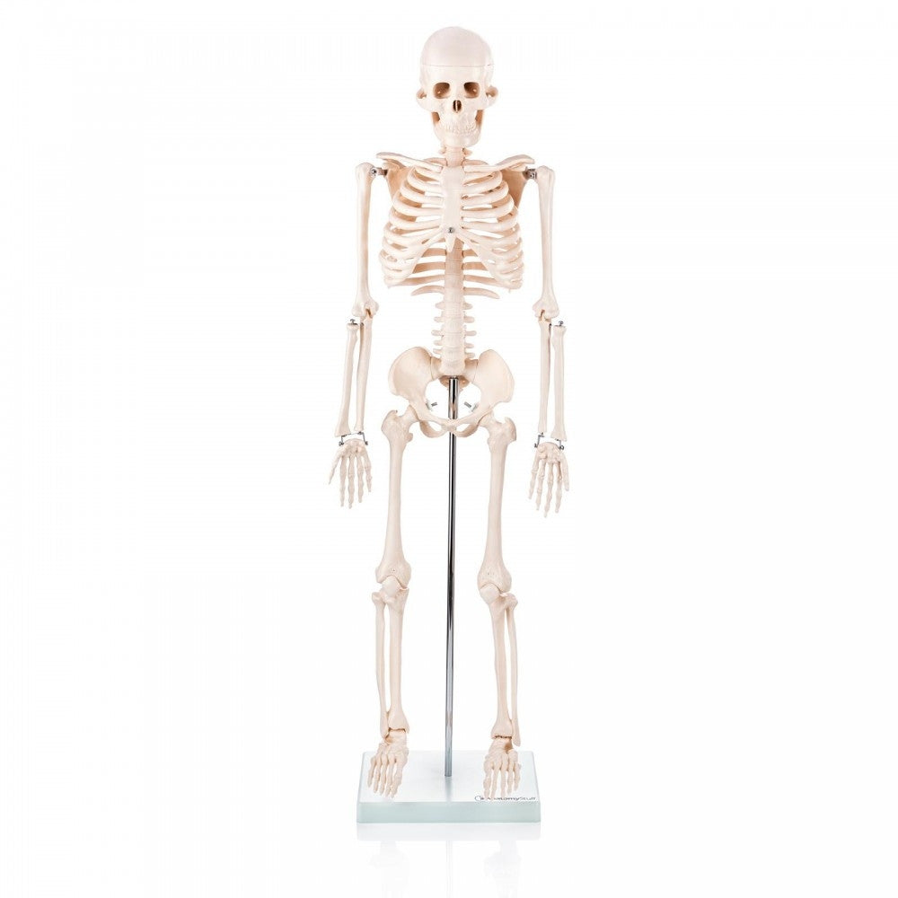 Pilates Teacher Anatomy Collection