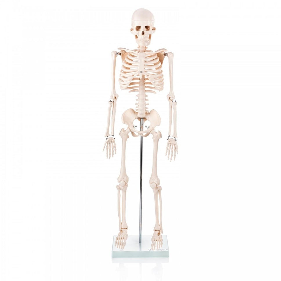 Yoga Teacher Anatomy Collection