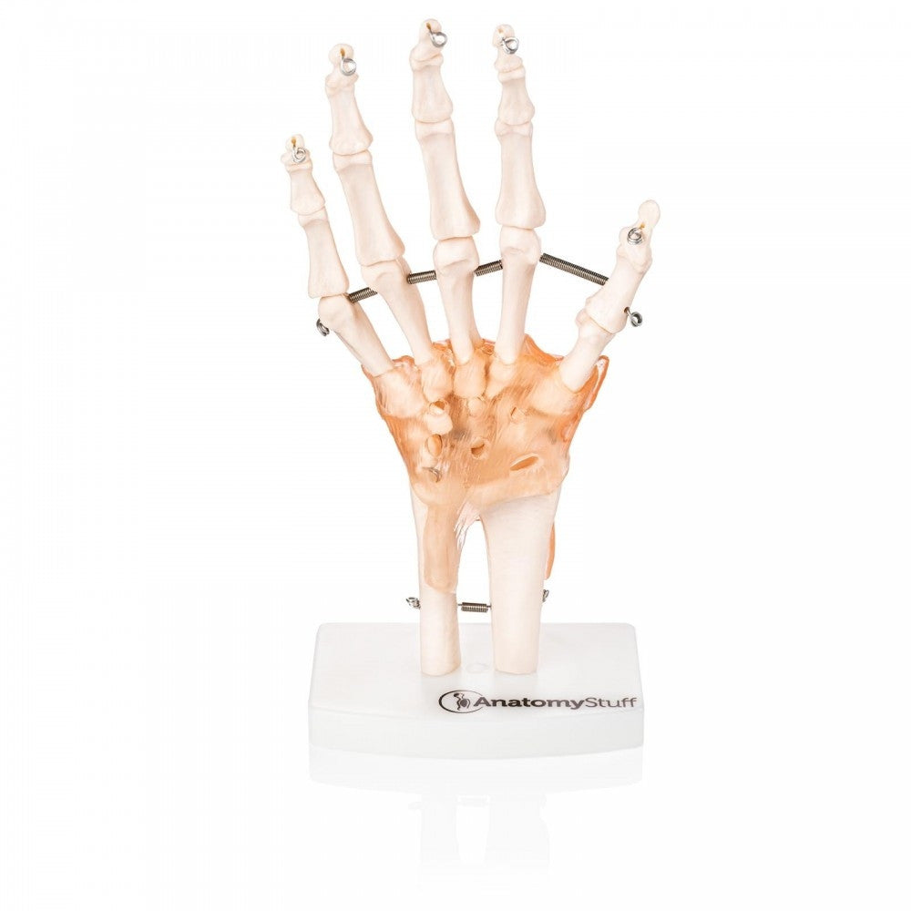 Hand & Wrist Anatomy & Pathology Collection