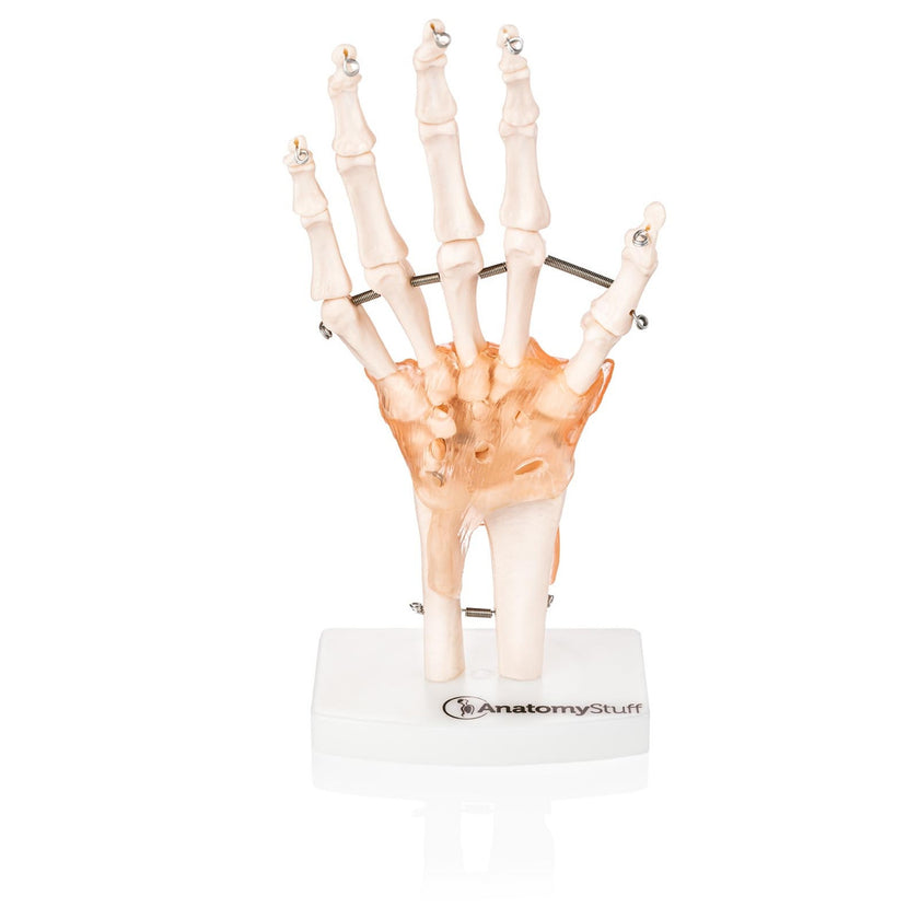 Budget Hand and Wrist Model with Ligaments XC-114A