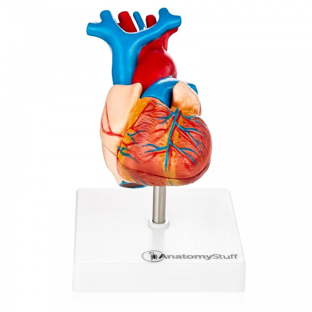 Heart Anatomy Collection | Cardiology Charts Models – AnatomyStuff