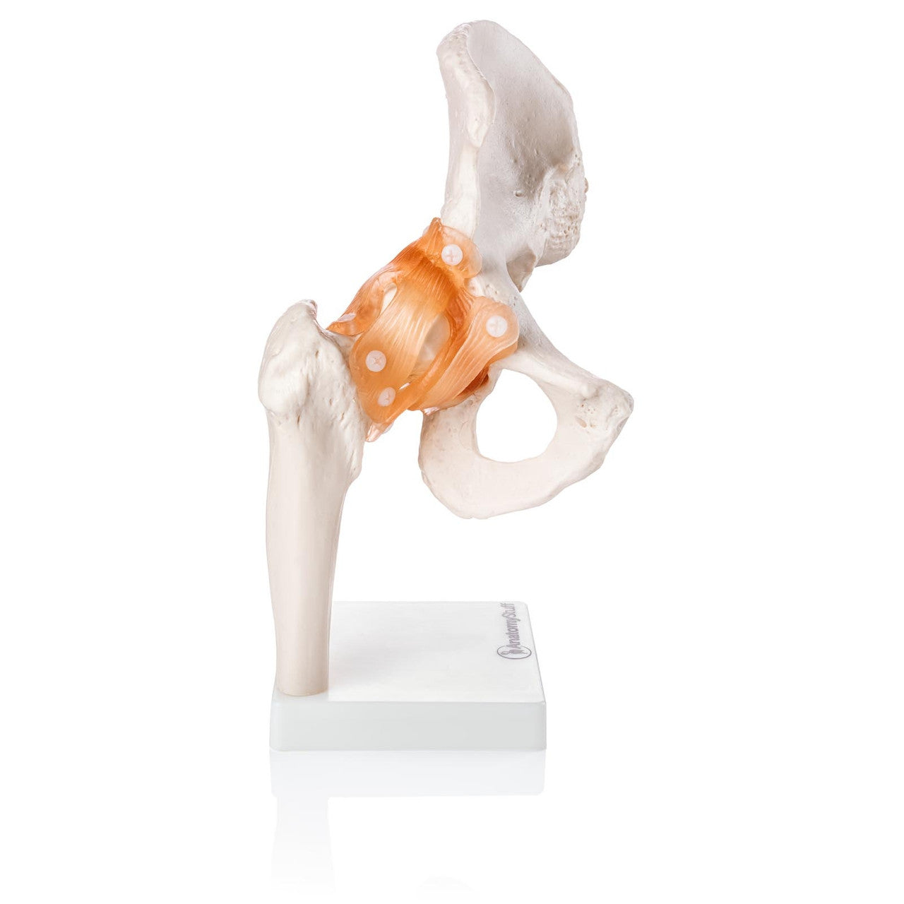 Budget Flexible Hip Model with Ligaments