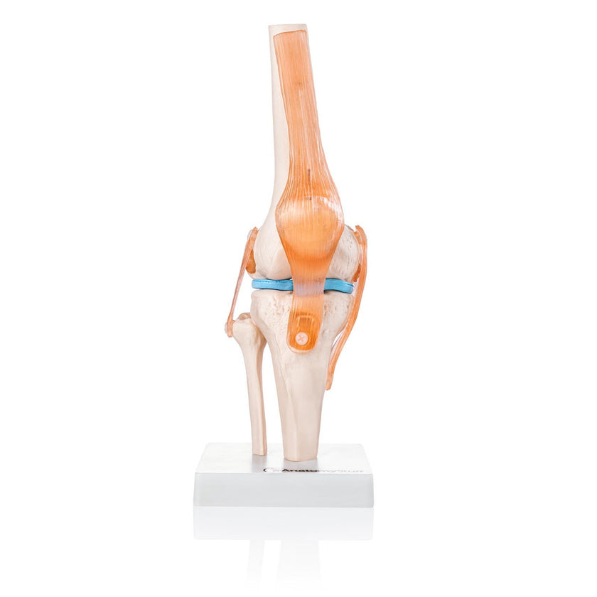 Budget Flexible Knee Model with Ligaments XC-111