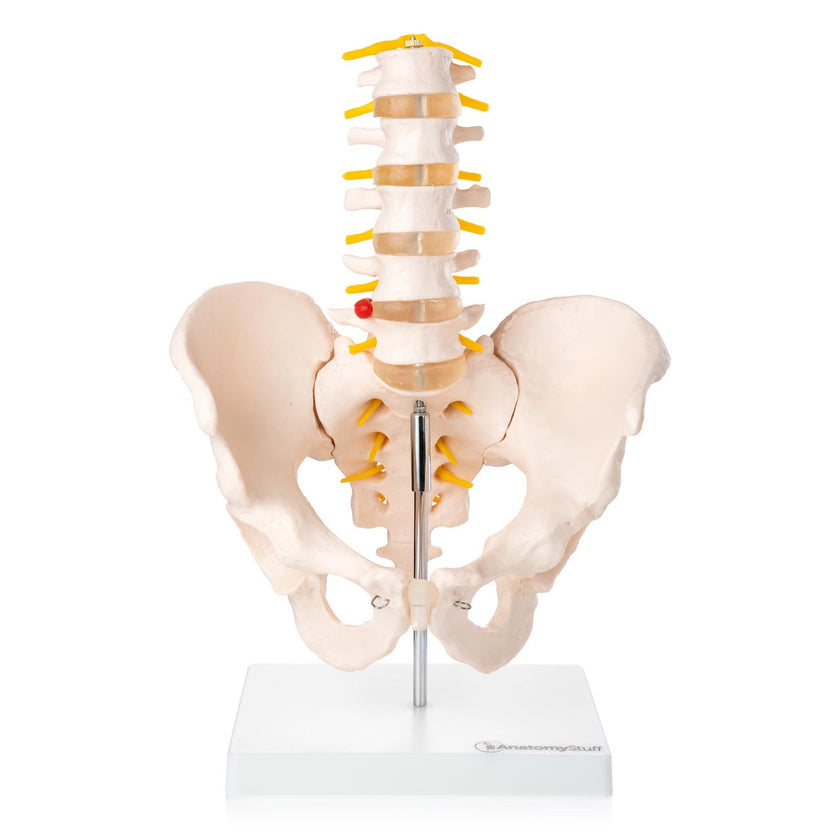 Budget Lumbar Spine Model with Pelvis XC-115