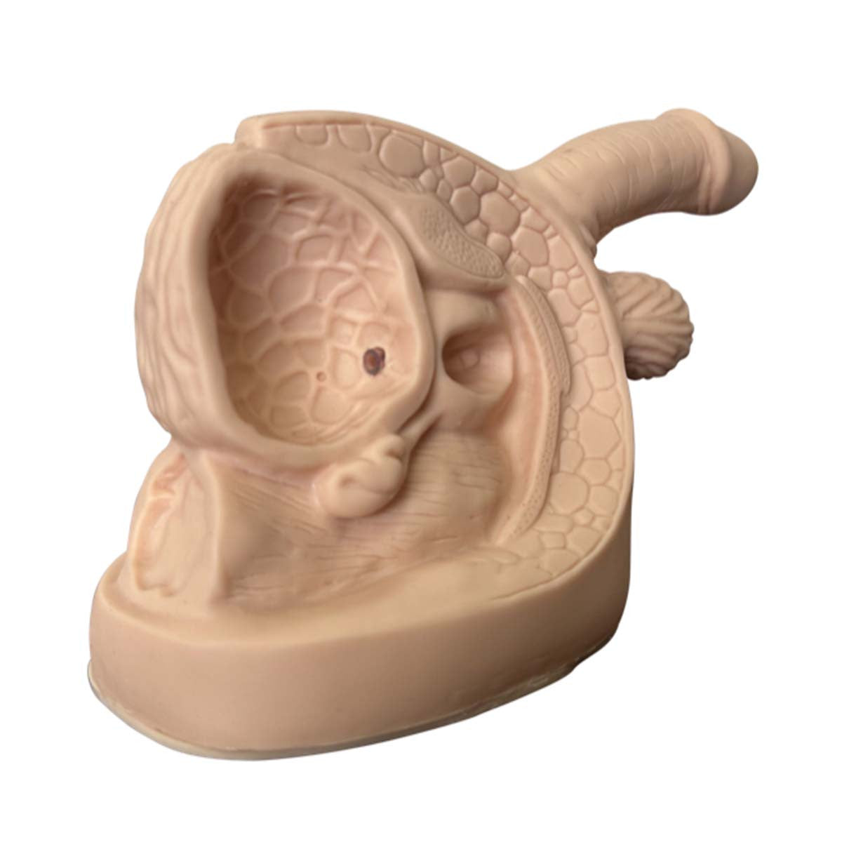 Male Reproductive System Showing Bladder