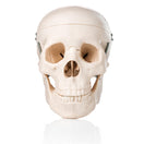Switch 3-part skull 3 image
