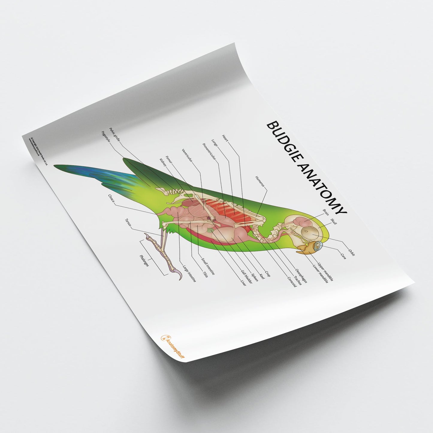 Budgie Anatomy Chart / Poster - Part of Collection