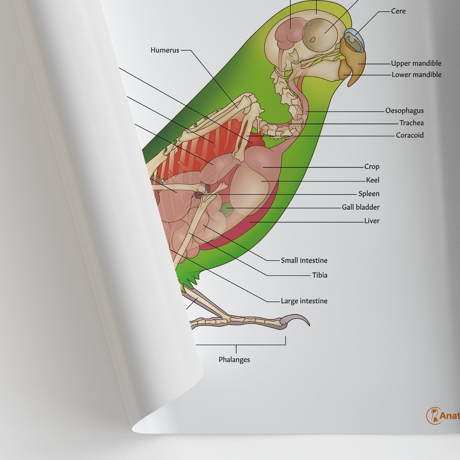 Budgie Anatomy Chart / Poster - Part of Collection