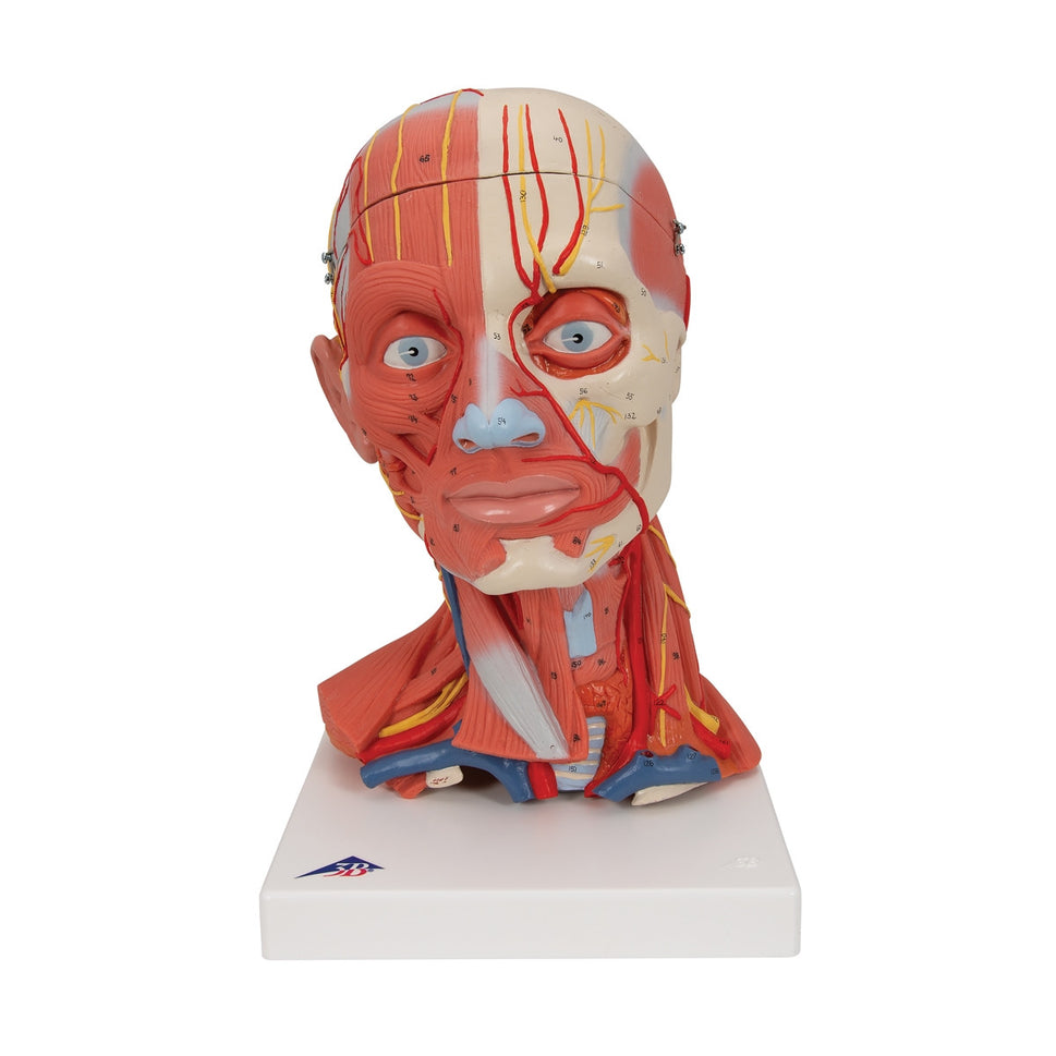 Head and Neck Musculature Model (5 part)