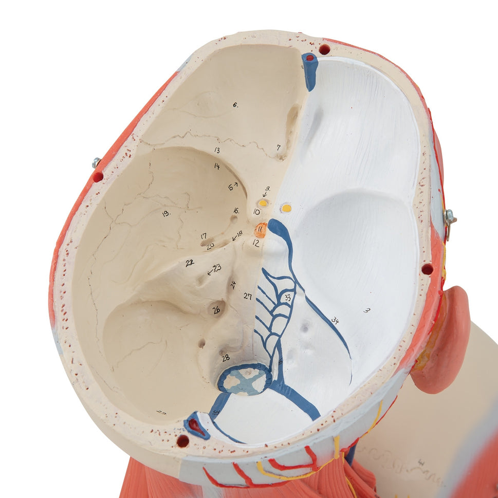 Head and Neck Musculature Model (5 part)