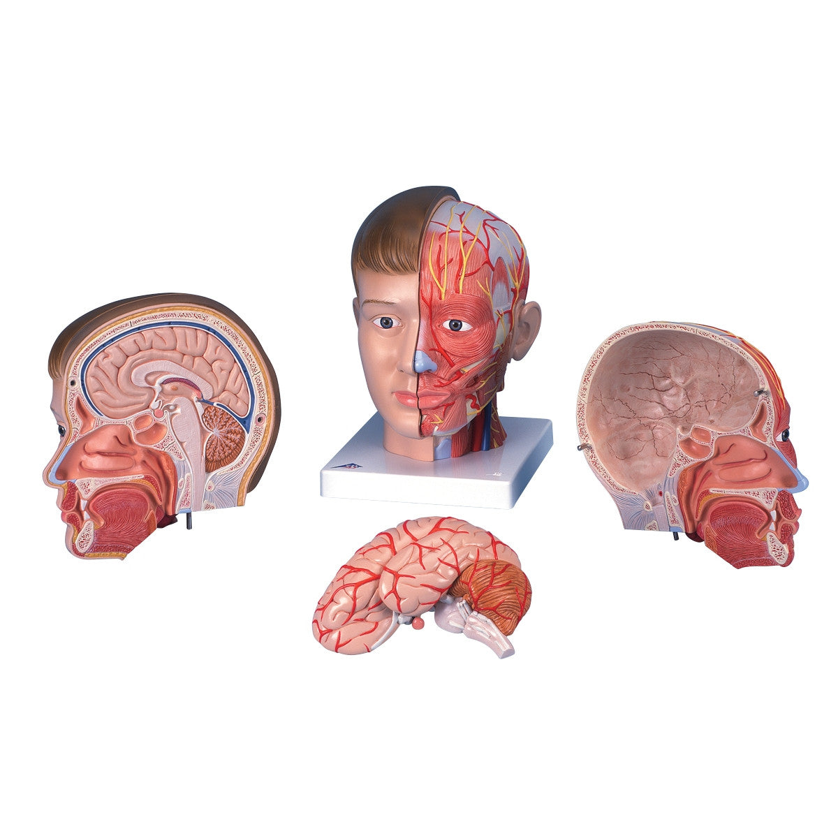 Head with Neck Model (4 part)