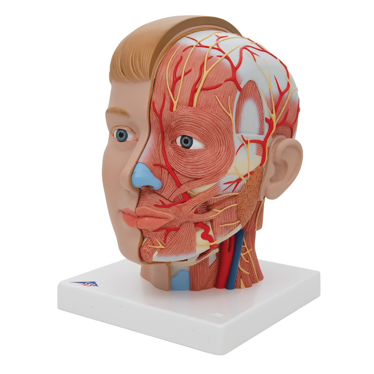 Head with Neck Model (4 part)