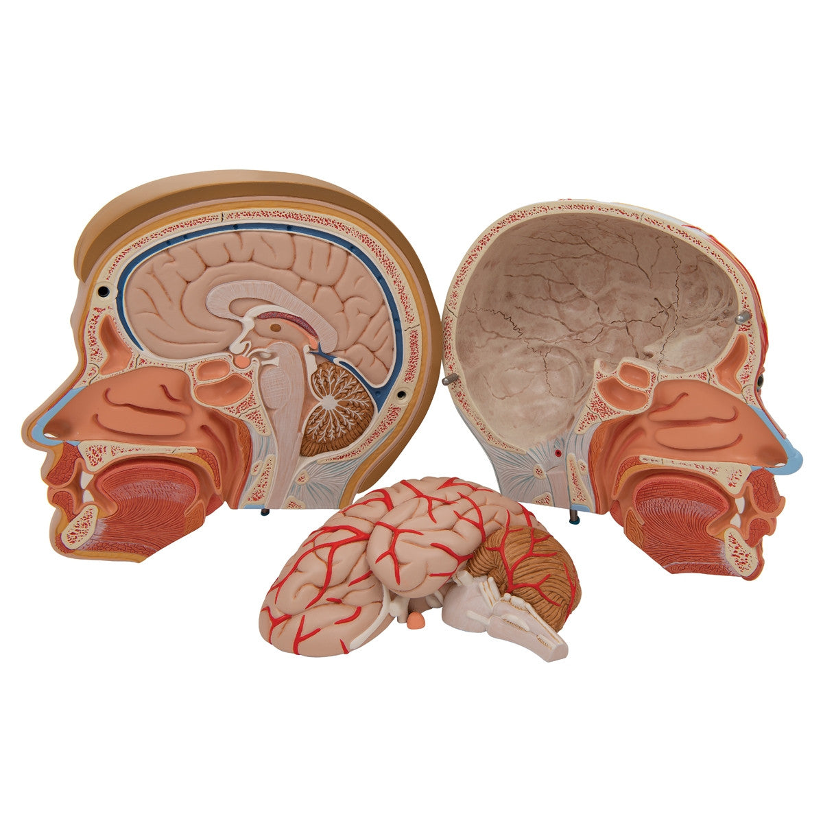 Head with Neck Model (4 part)