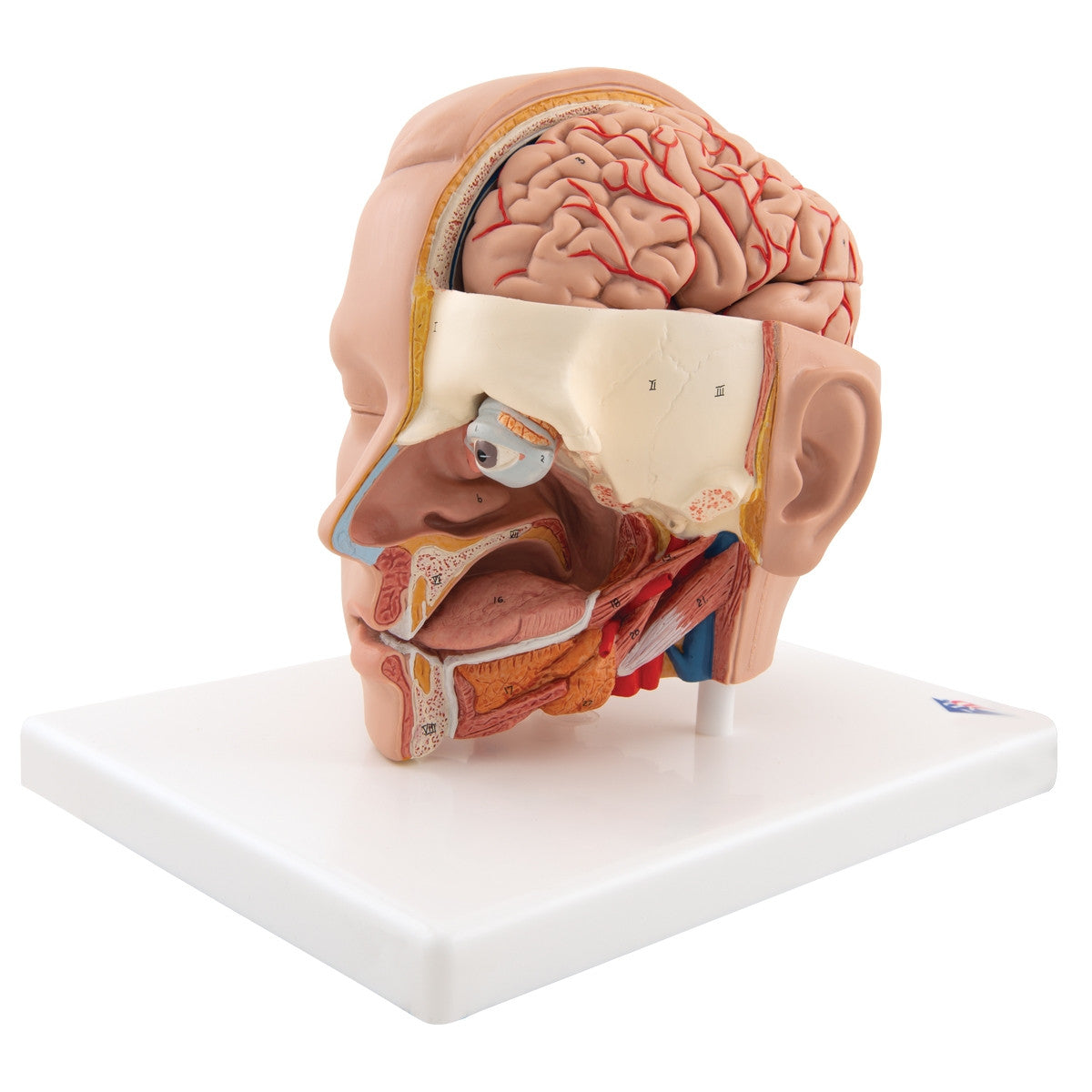 Head Anatomical Model (6 part)