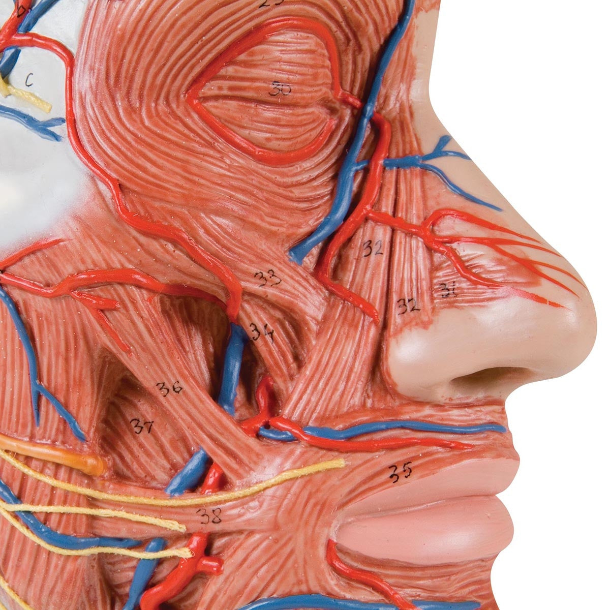 Human Half Head Model with Musculature