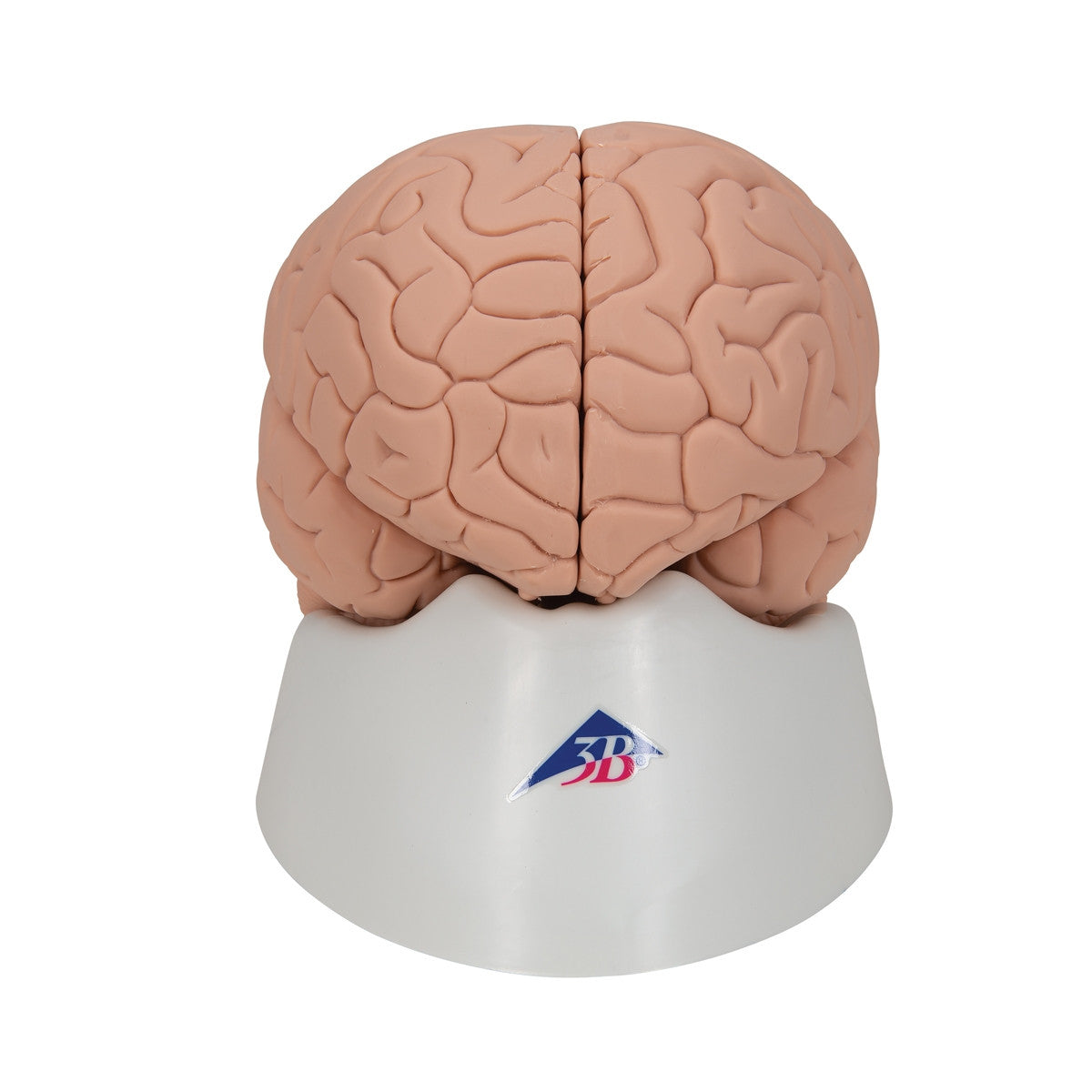Introductory Brain Model (2 part)