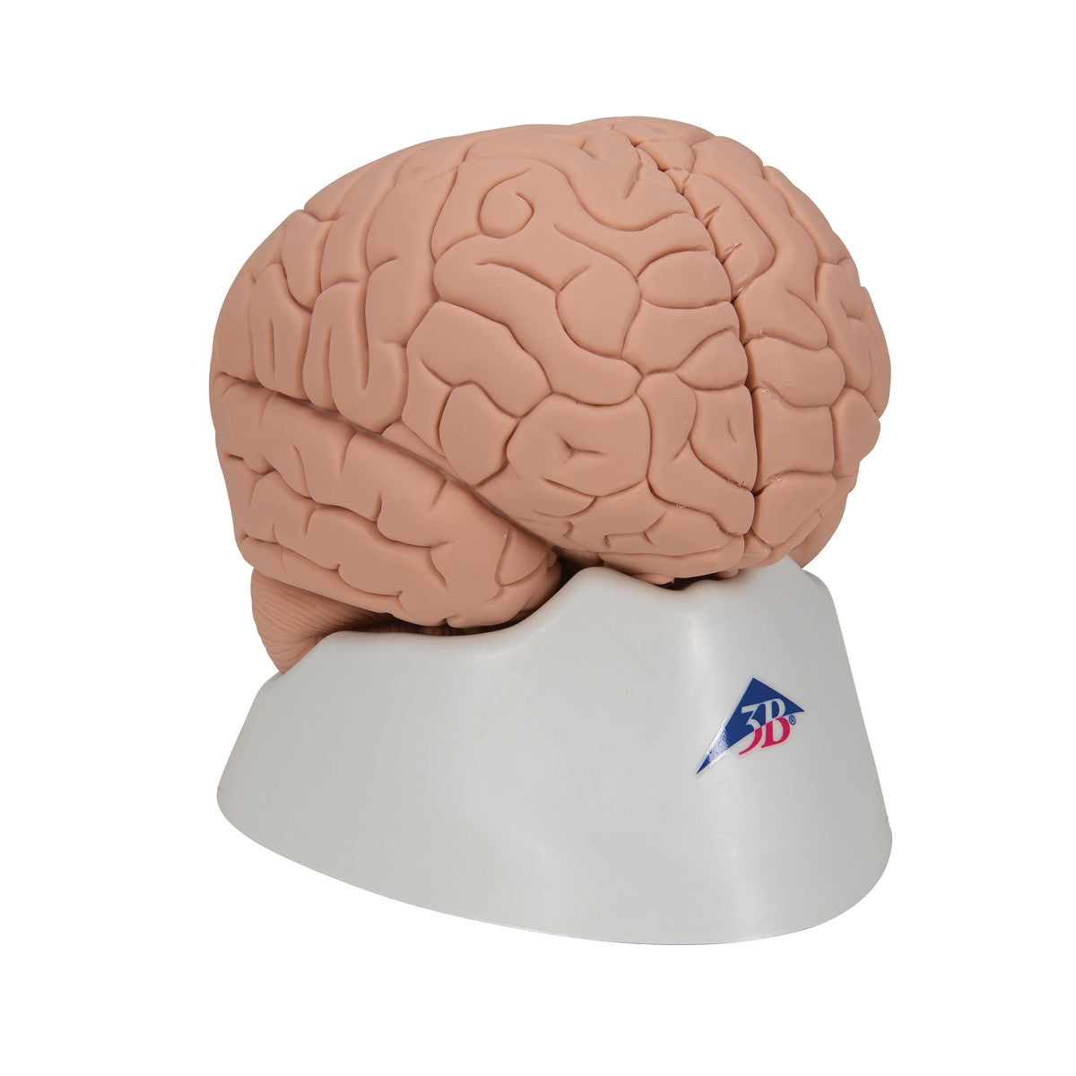Introductory Brain Model (2 part)