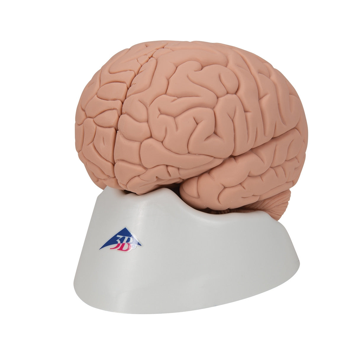 Introductory Brain Model (2 part)